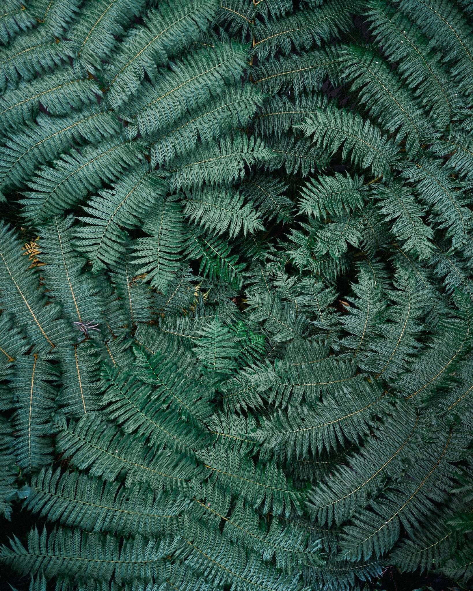 Fern Leaf Pattern