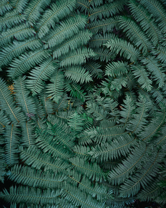 Fern Leaf Pattern