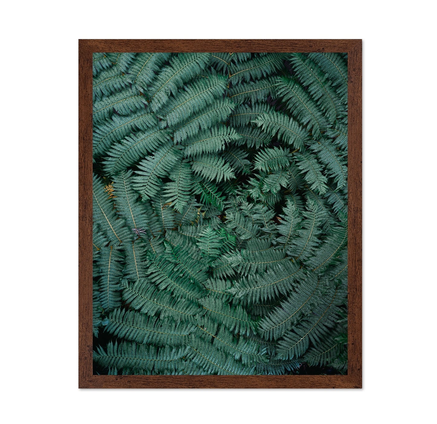 Fern Leaf Pattern