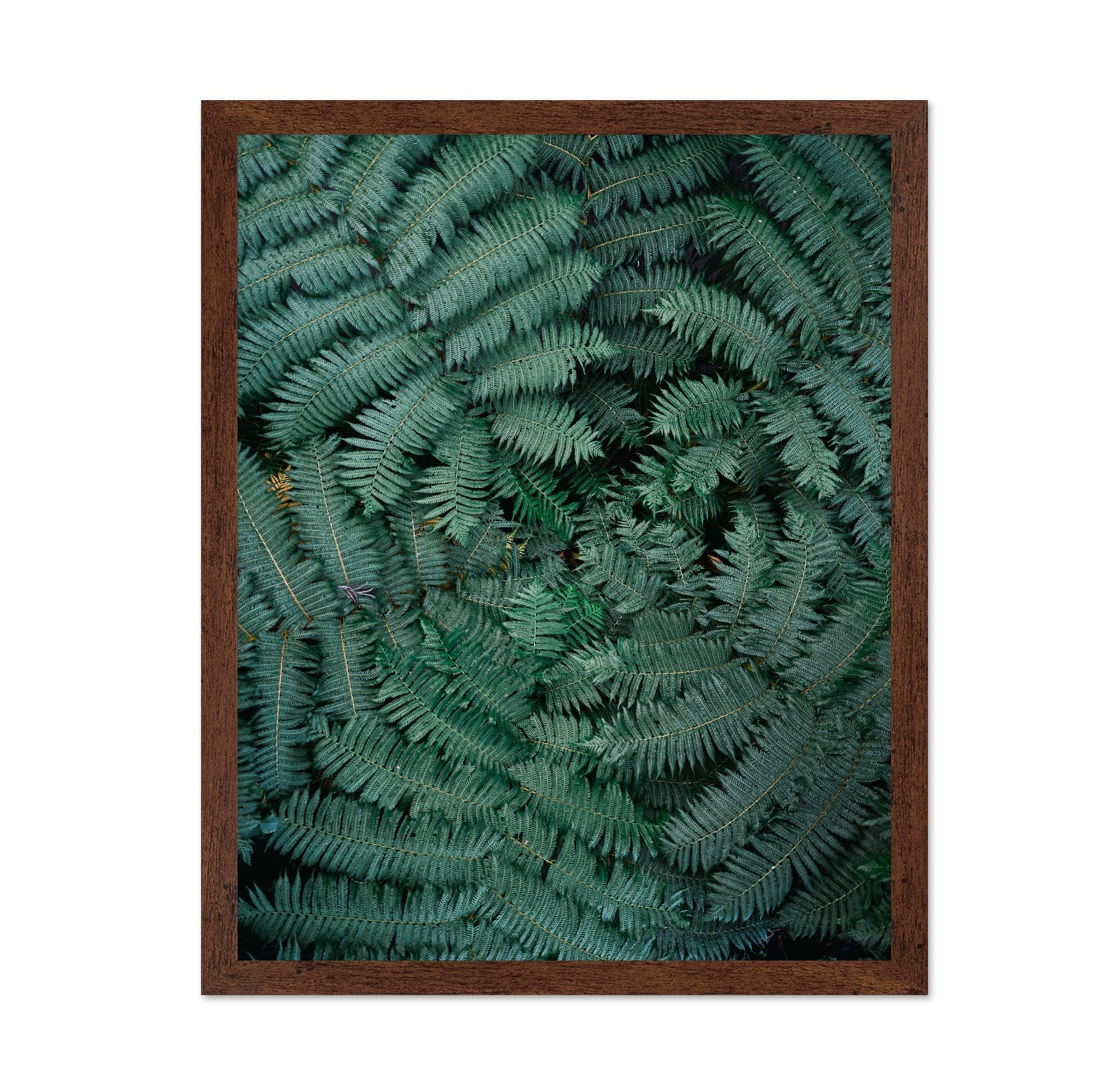 Fern Leaf Pattern