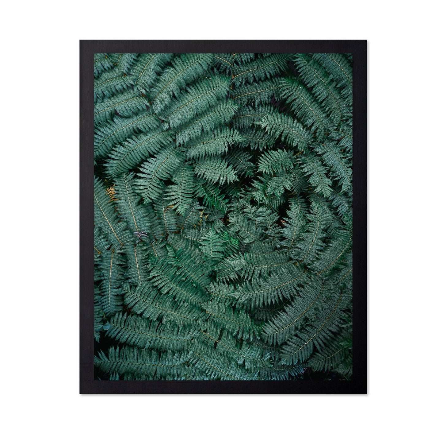 Fern Leaf Pattern