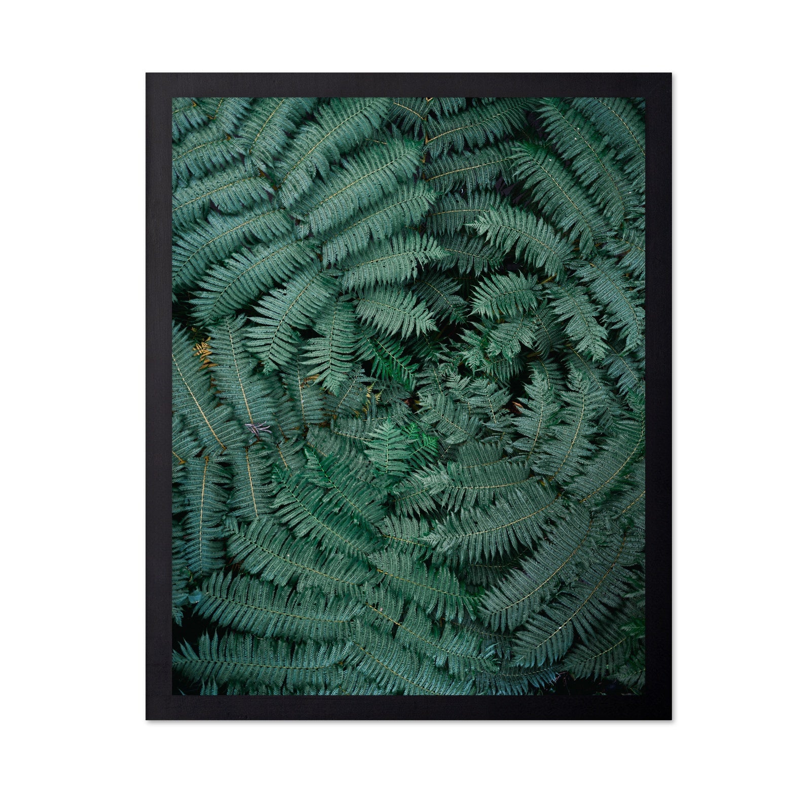 Fern Leaf Pattern