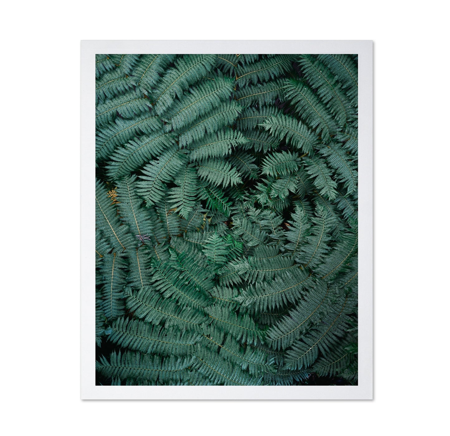 Fern Leaf Pattern