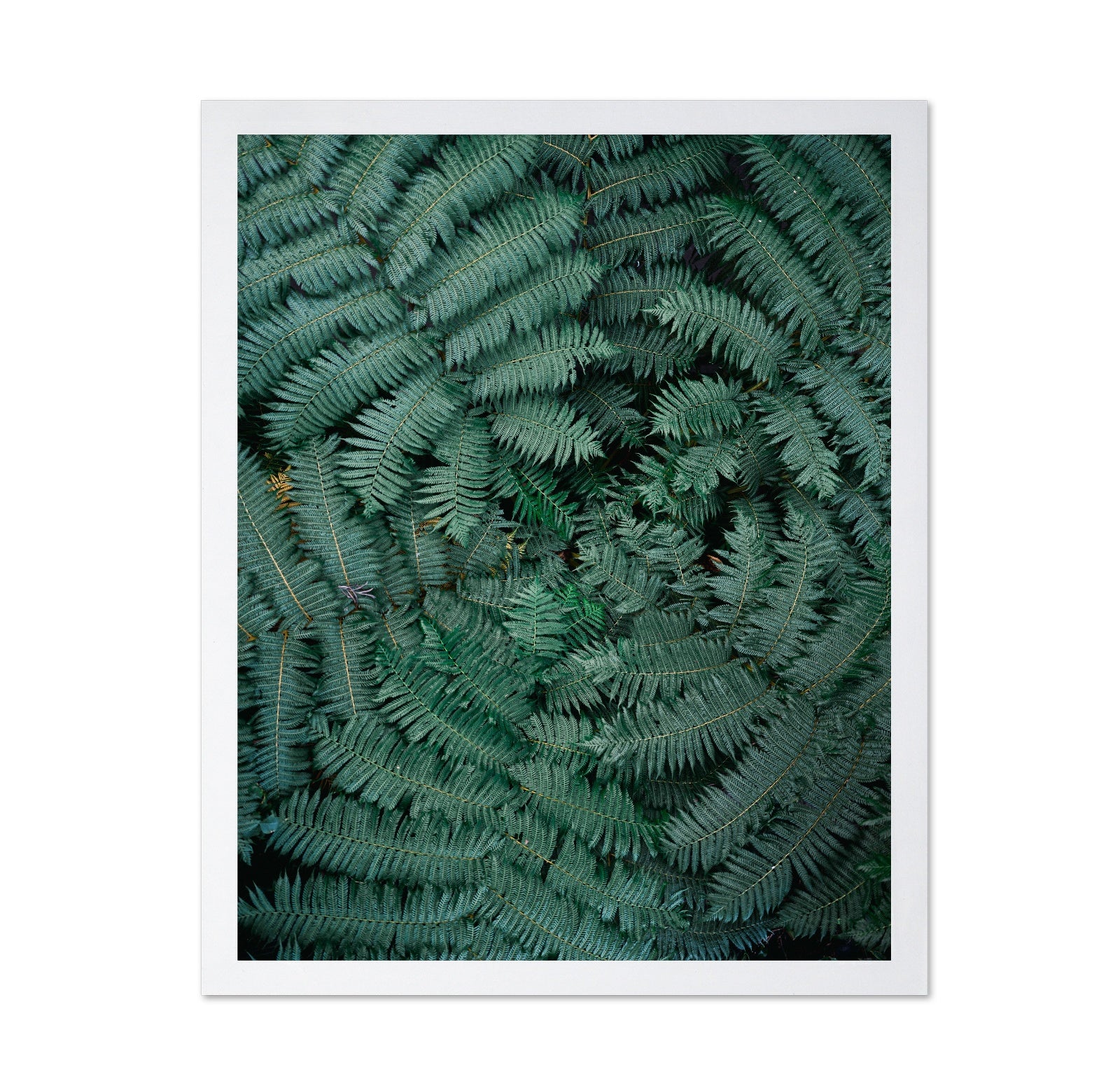 Fern Leaf Pattern