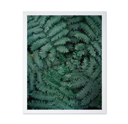 Fern Leaf Pattern