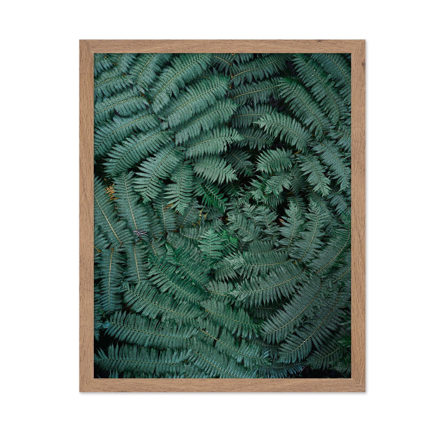 Fern Leaf Pattern