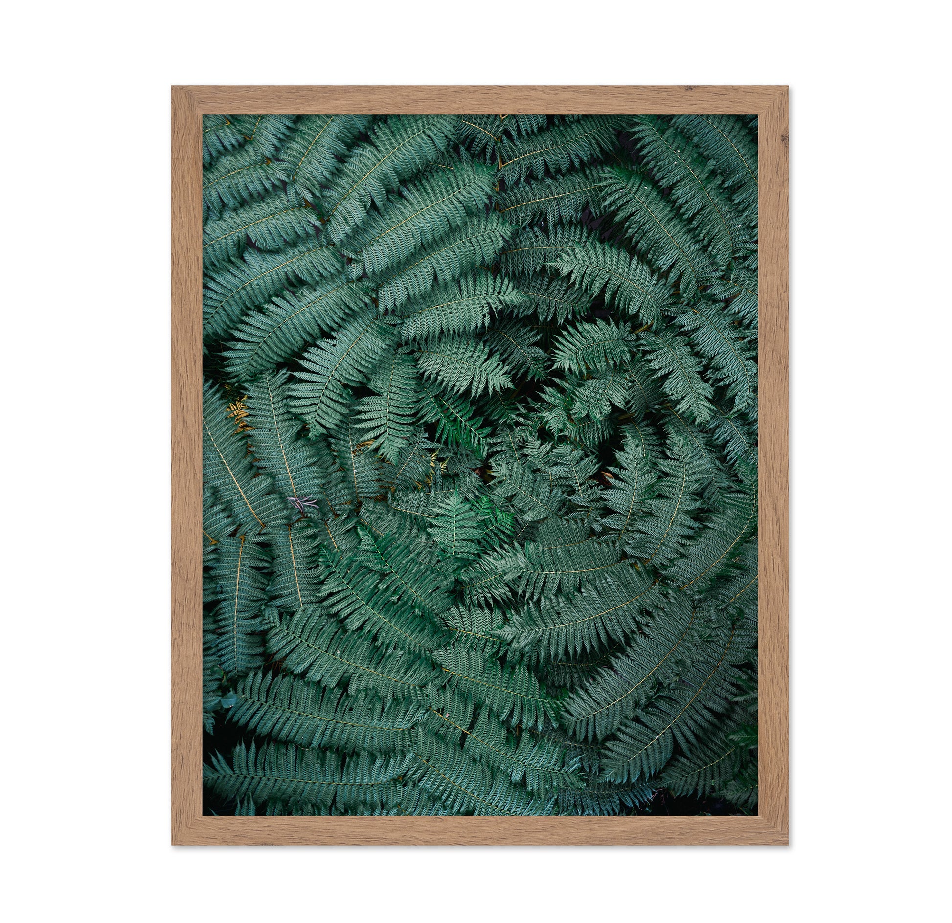 Fern Leaf Pattern