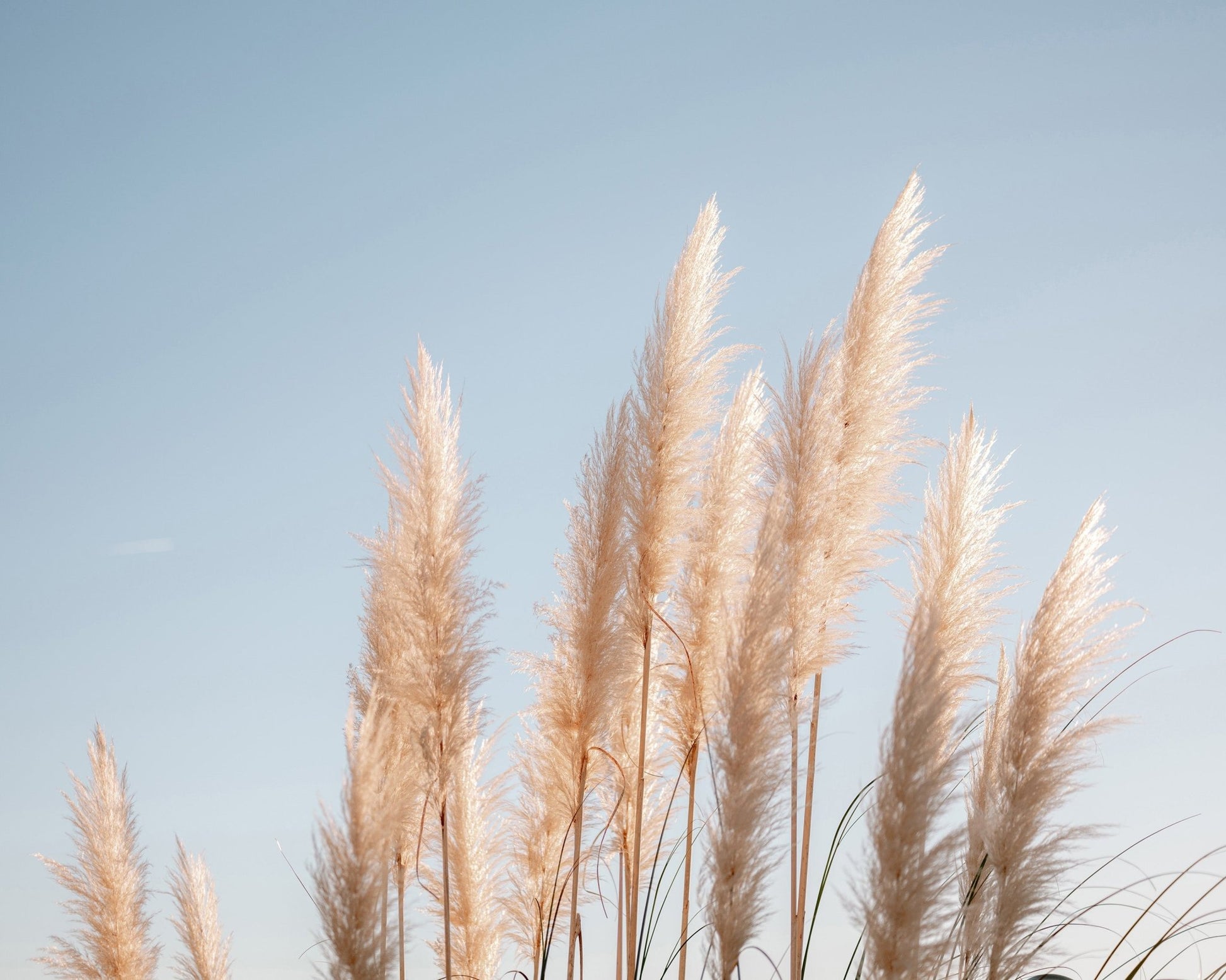 Pampas Grass Sky
