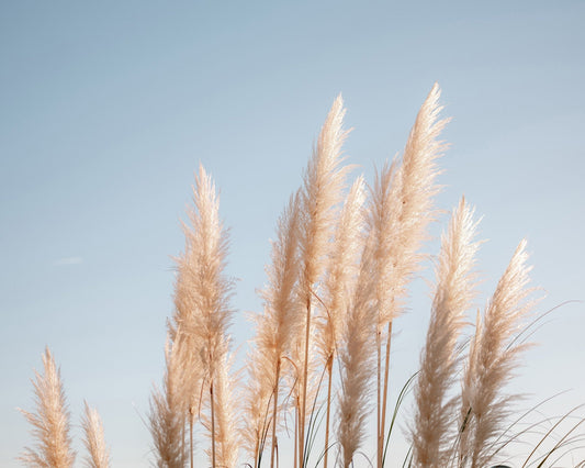 Pampas Grass Sky