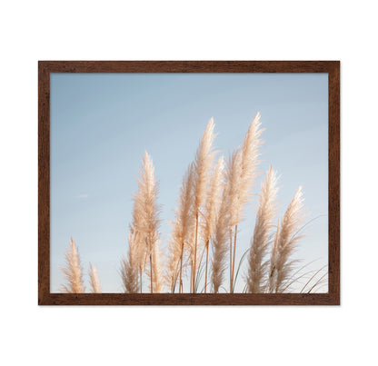 Pampas Grass Sky