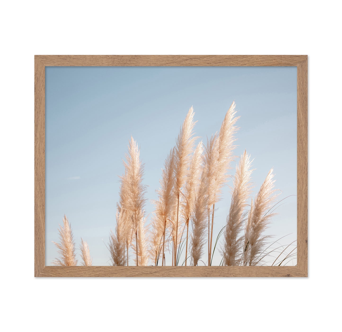 Pampas Grass Sky