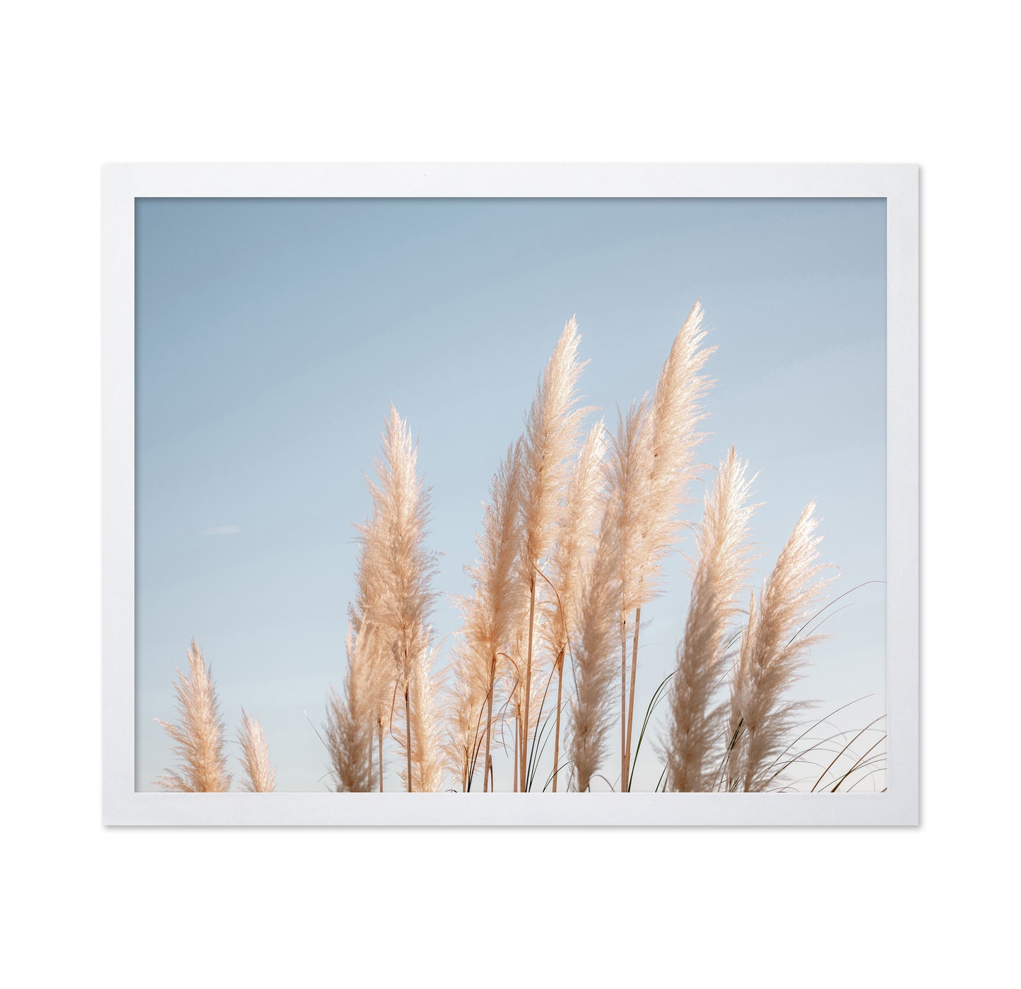 Pampas Grass Sky