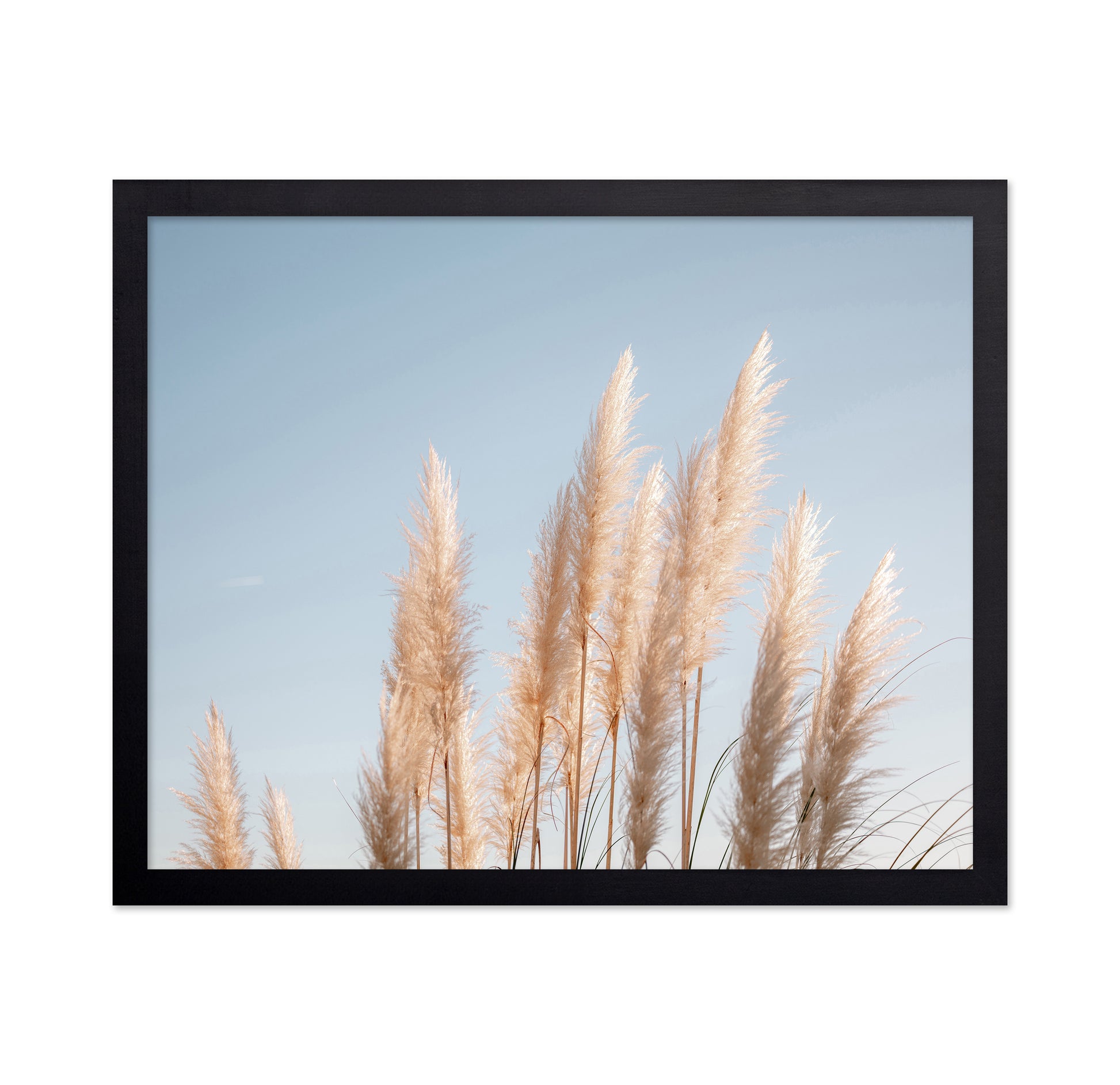 Pampas Grass Sky