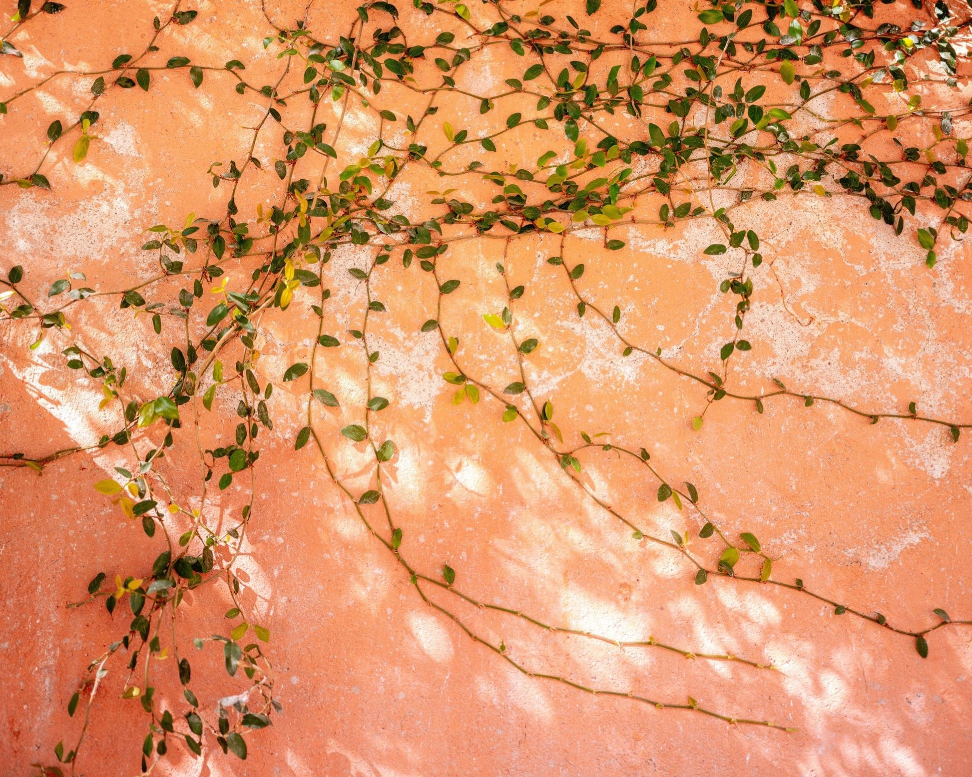 Vine Wall Texture
