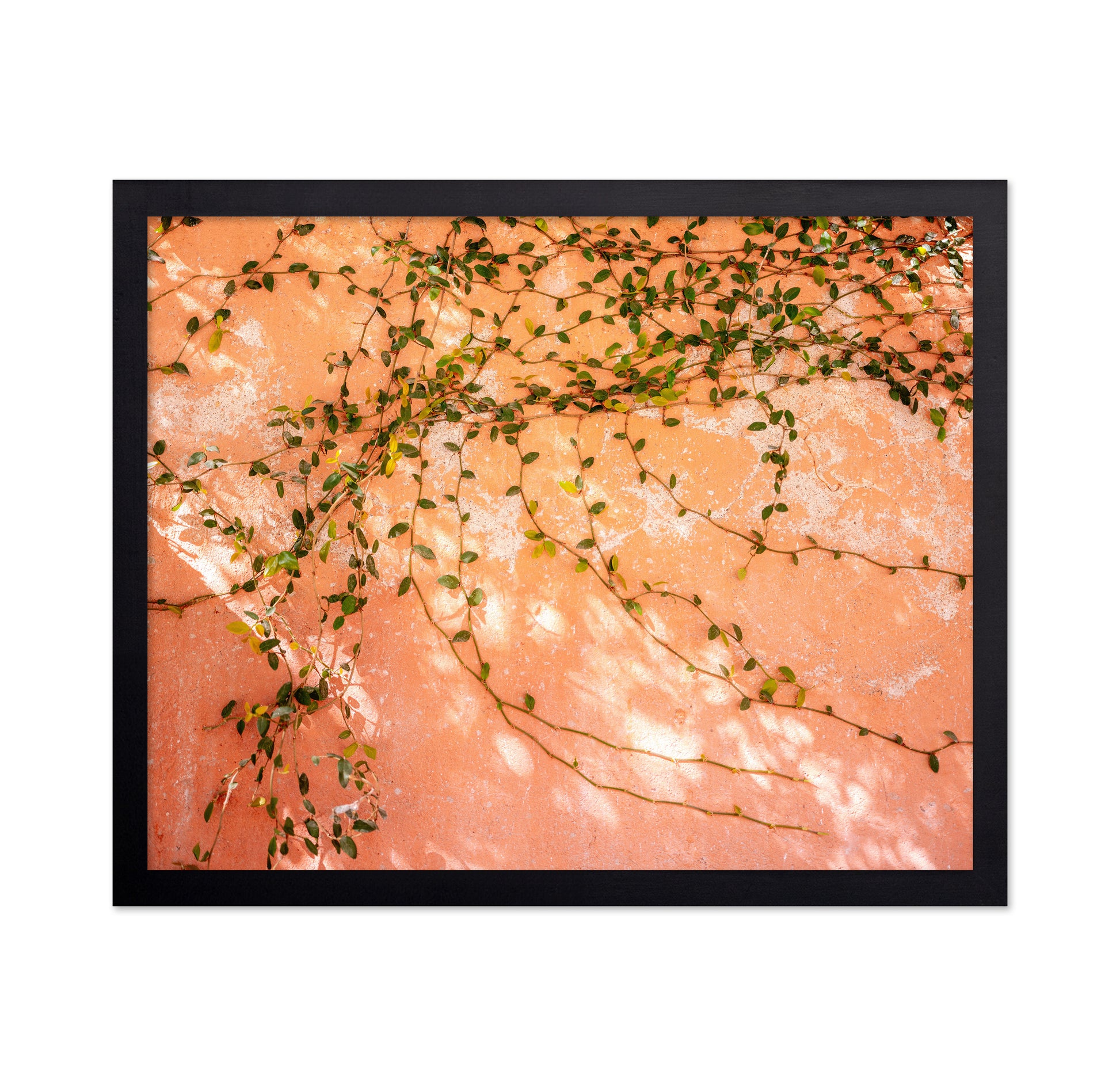 Vine Wall Texture
