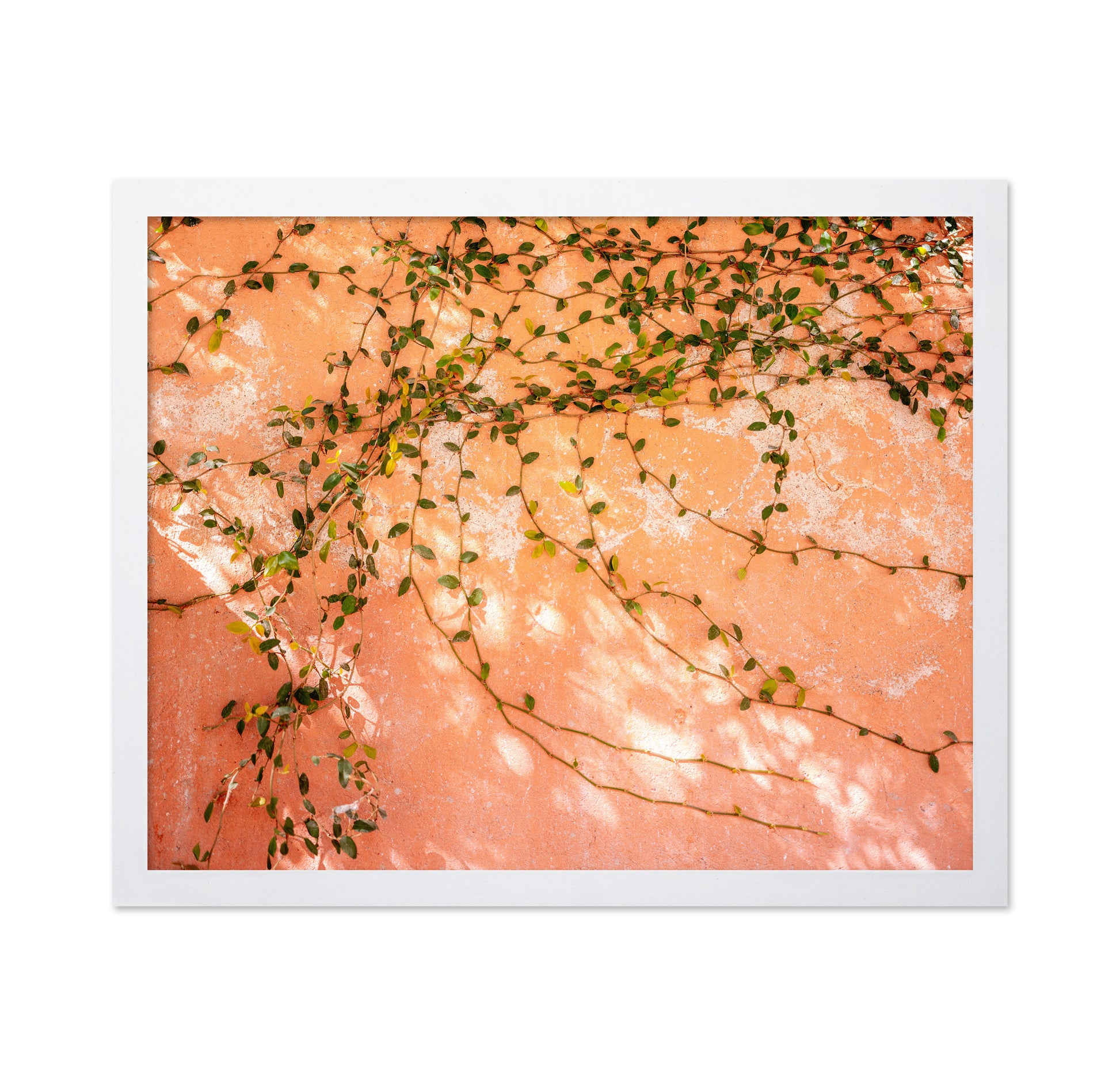 Vine Wall Texture