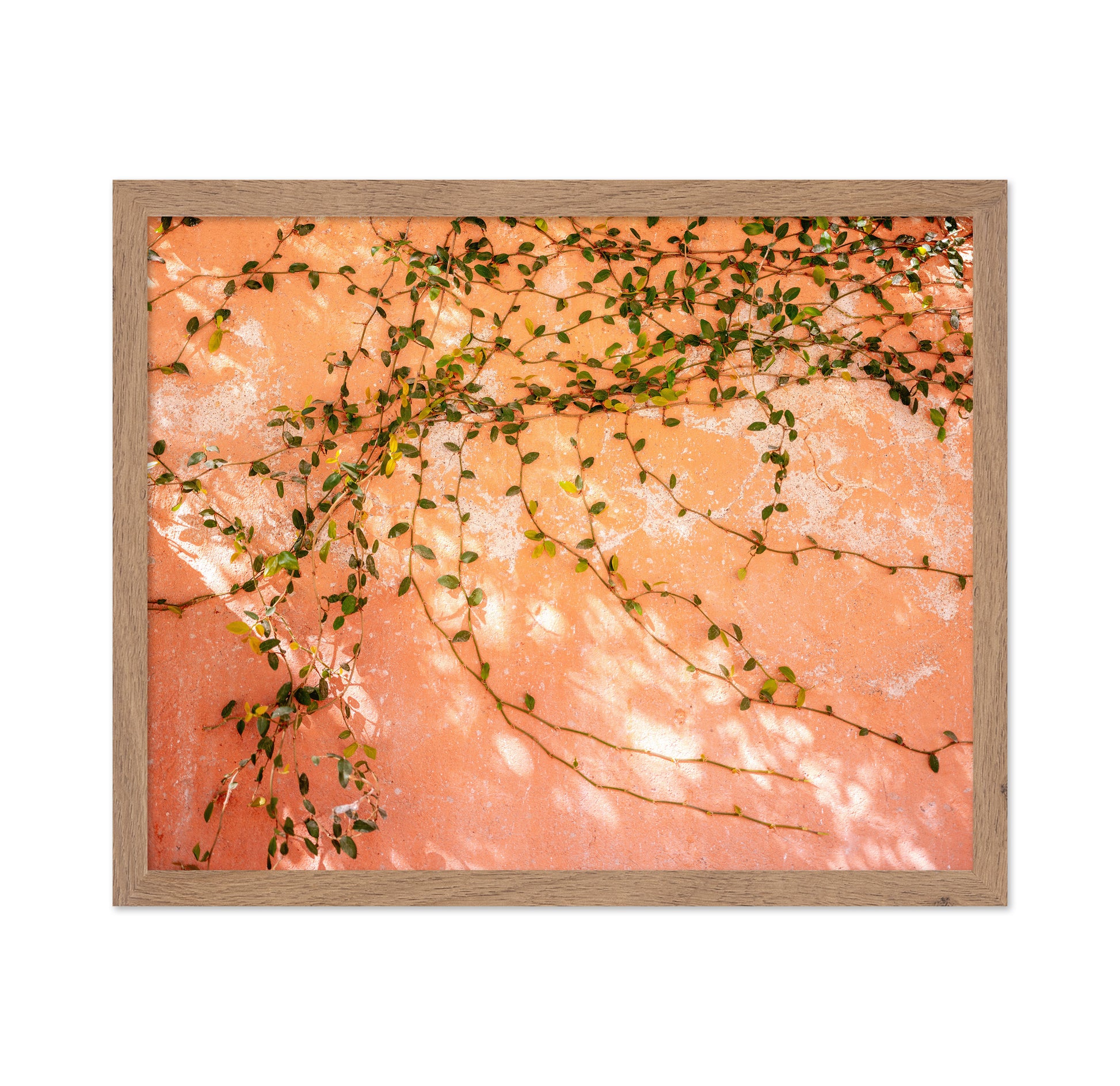 Vine Wall Texture