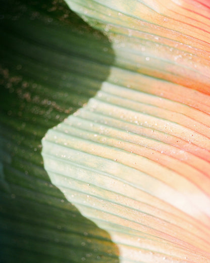 Tropical Leaf Texture No2