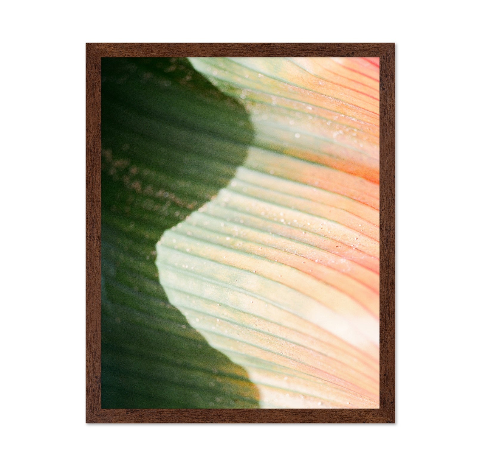 Tropical Leaf Texture No2