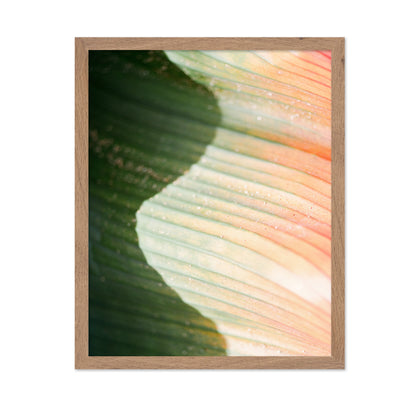 Tropical Leaf Texture No2