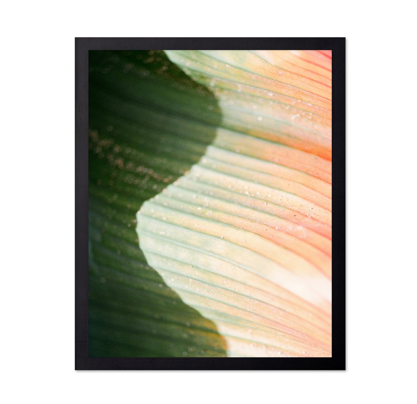 Tropical Leaf Texture No2