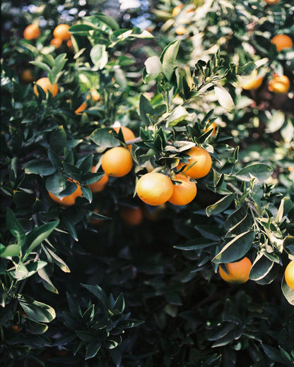 Marrakesh Orange Tree