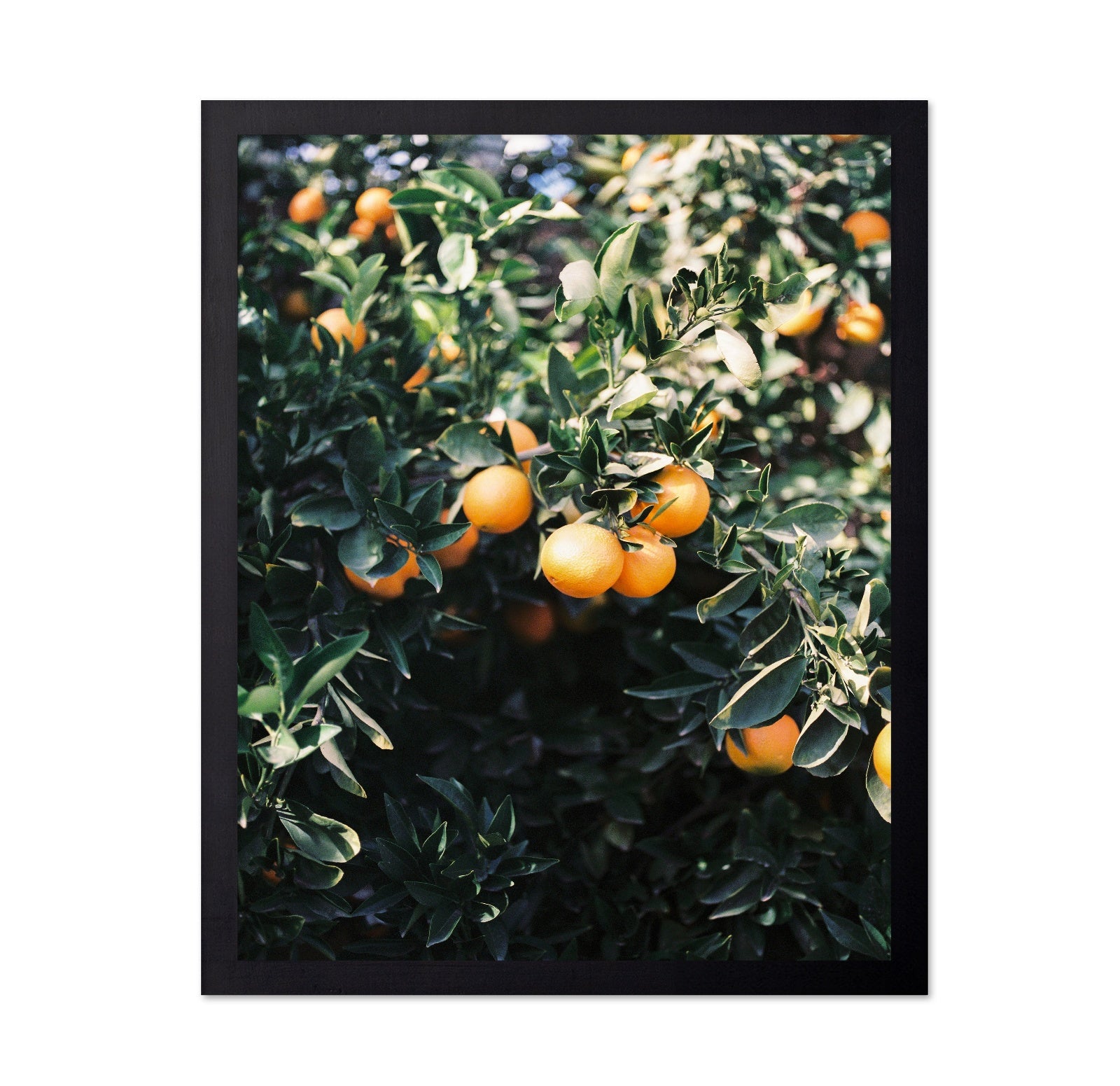 Marrakesh Orange Tree