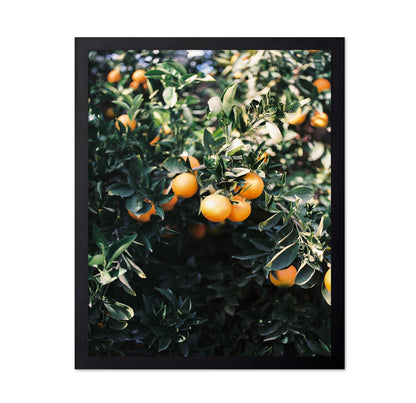 Marrakesh Orange Tree