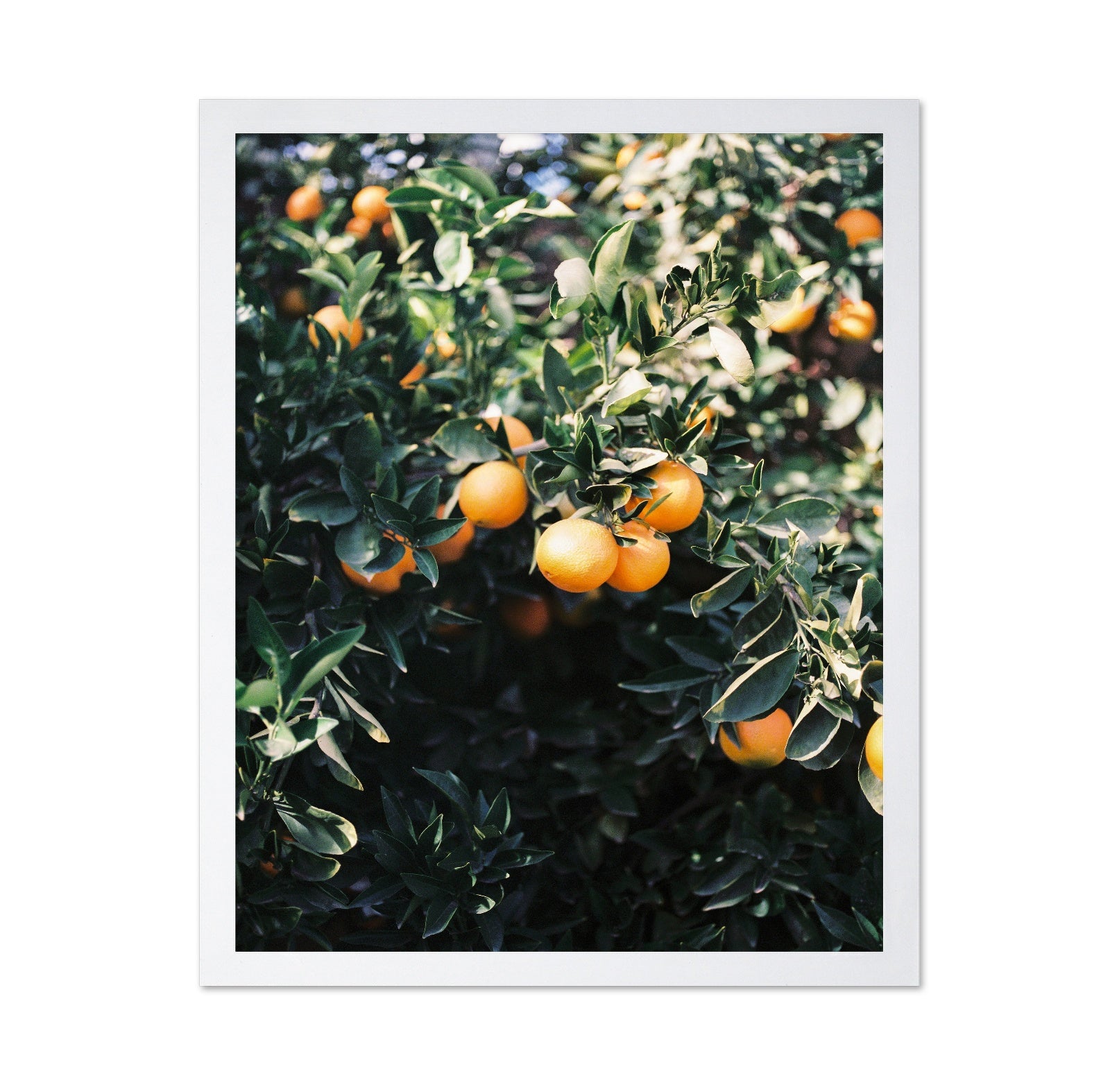 Marrakesh Orange Tree