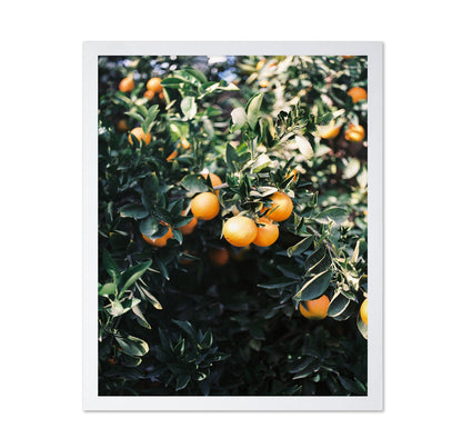 Marrakesh Orange Tree