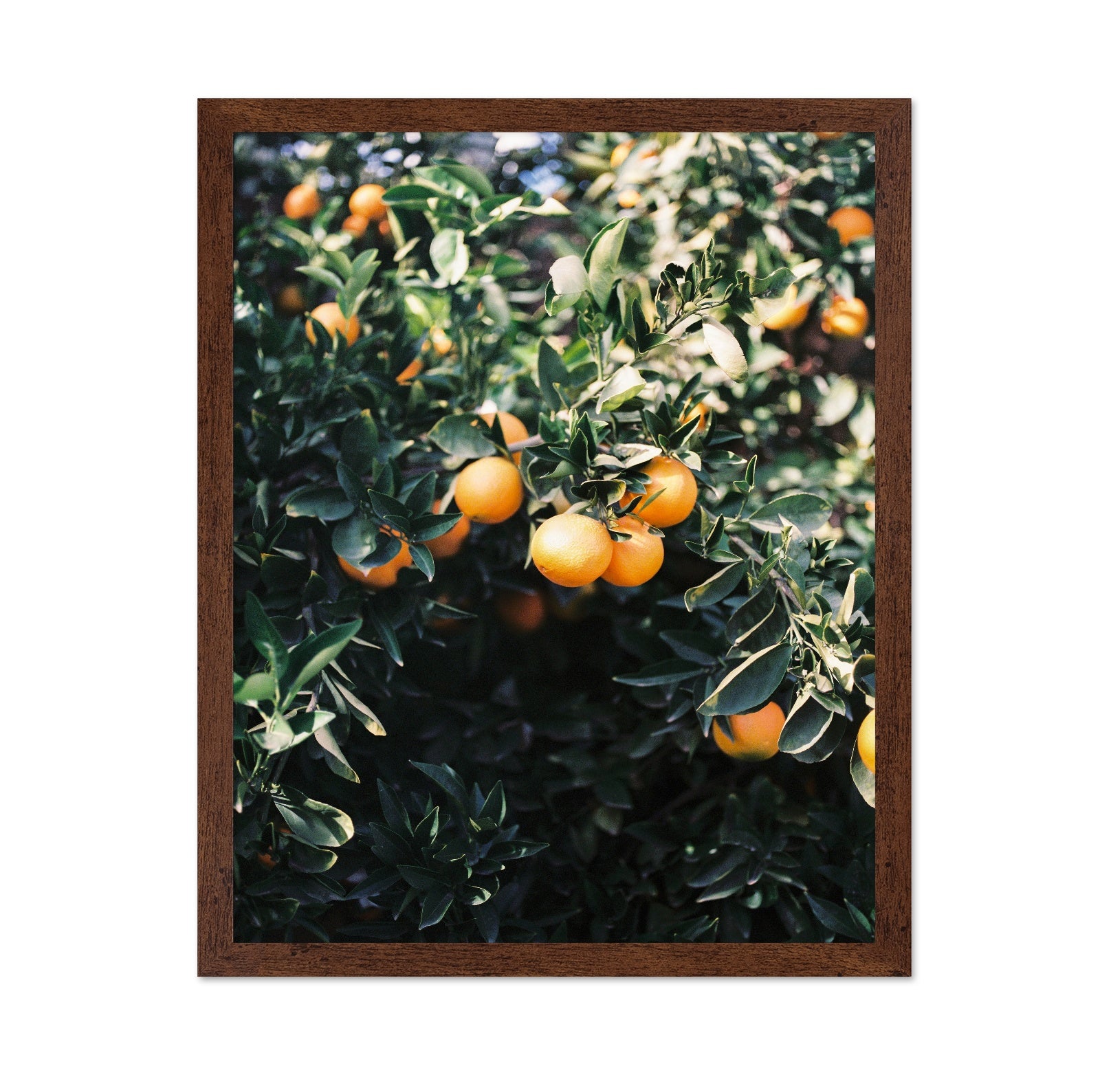 Marrakesh Orange Tree