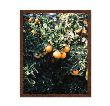Marrakesh Orange Tree