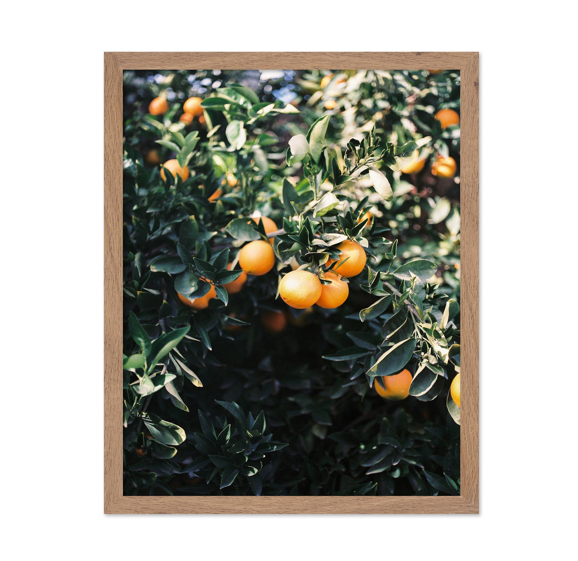 Marrakesh Orange Tree