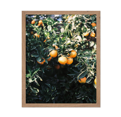 Marrakesh Orange Tree