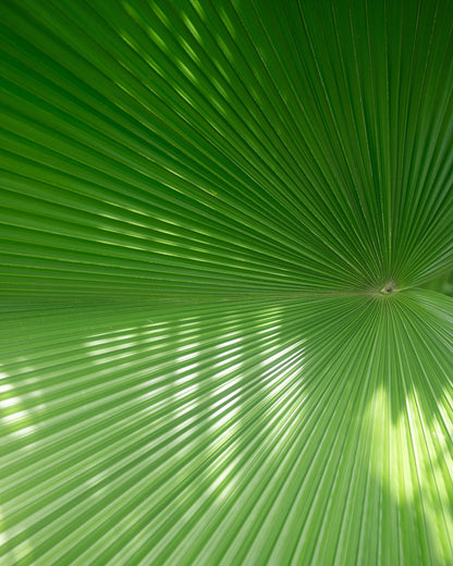 Green Palm Fan