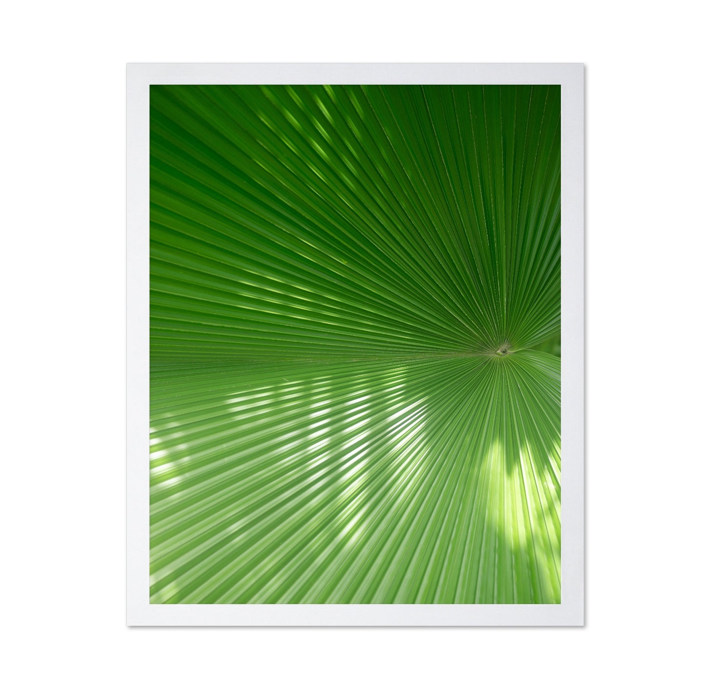 Green Palm Fan