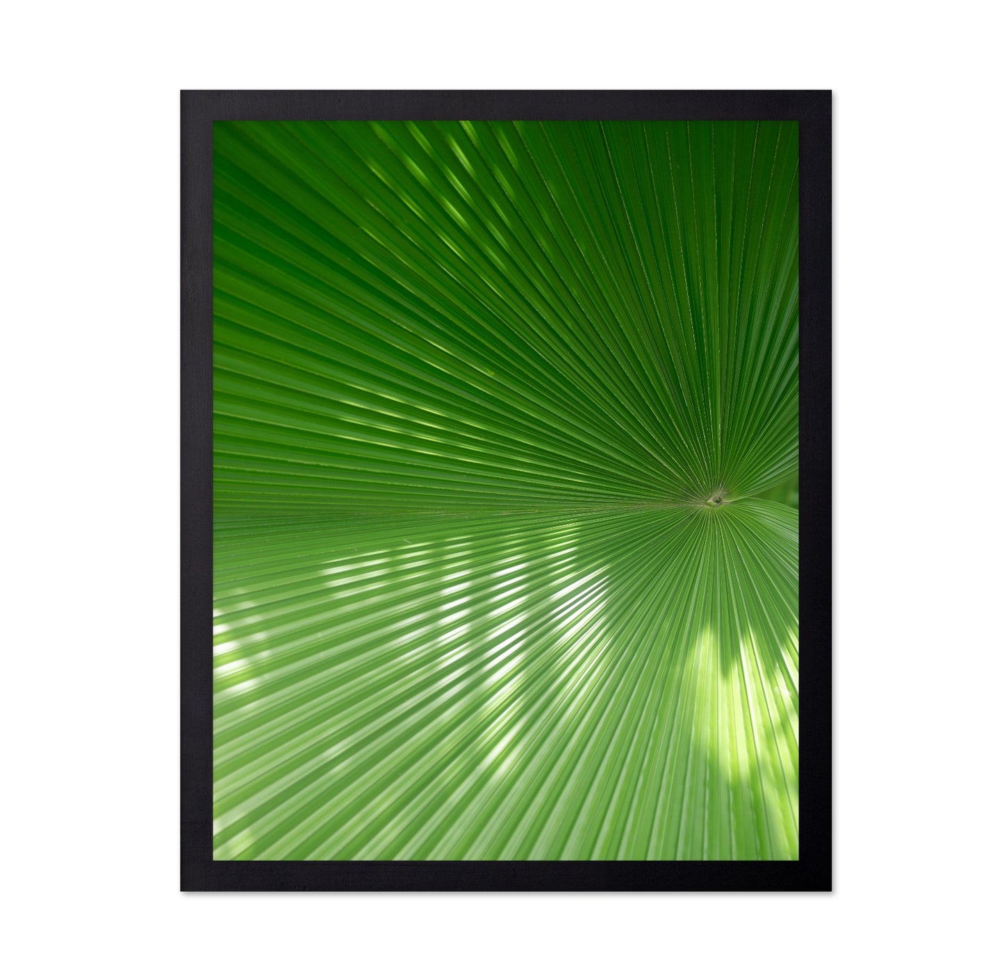 Green Palm Fan