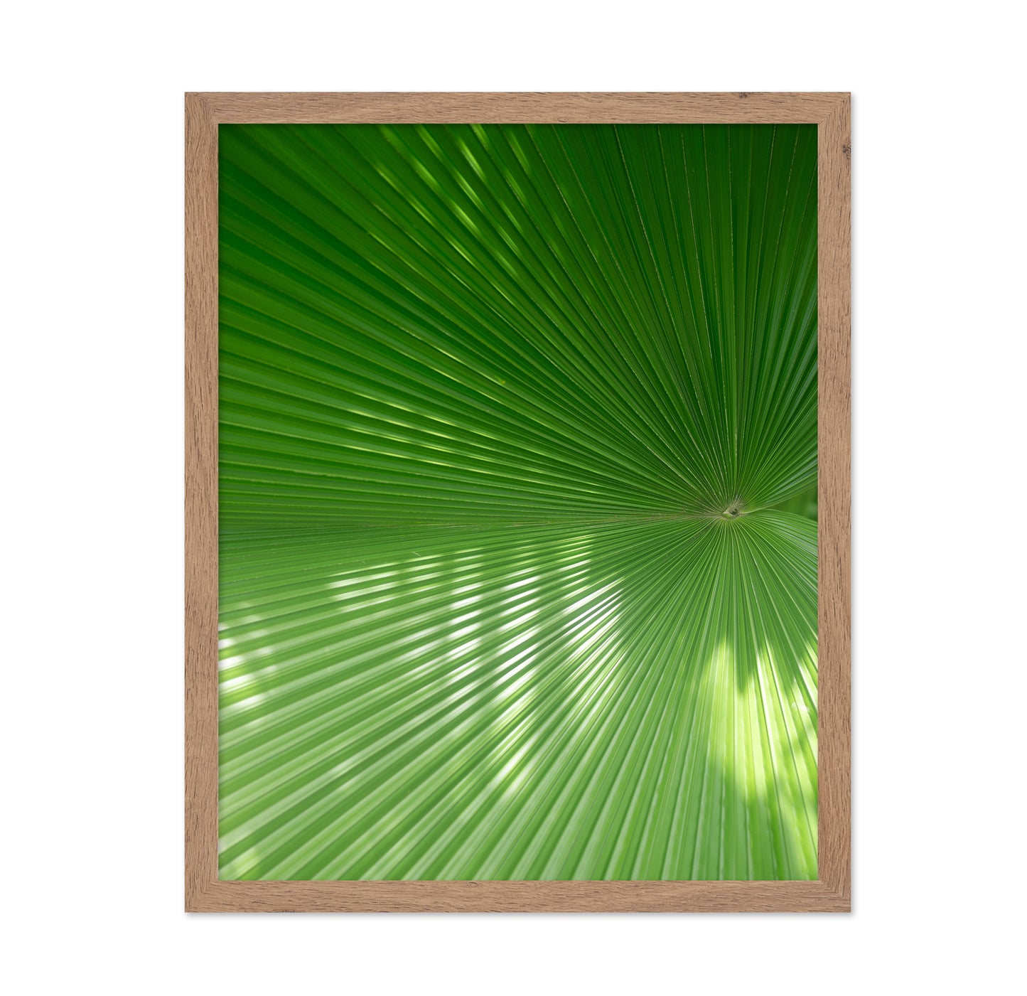 Green Palm Fan