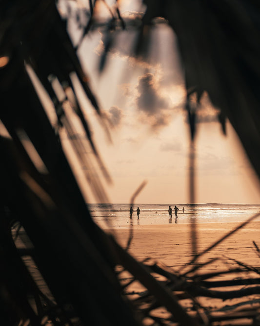 Palms Frame Sunset Beach