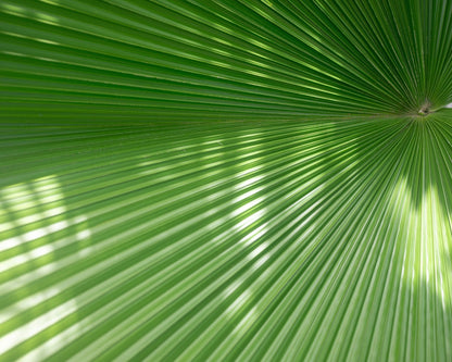 Radiant Palm Leaf No1