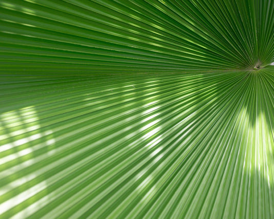 Radiant Palm Leaf No1