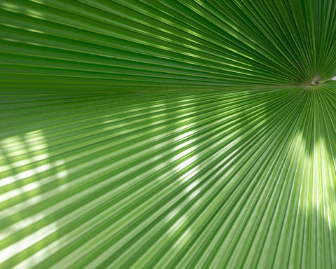 Radiant Palm Leaf No1
