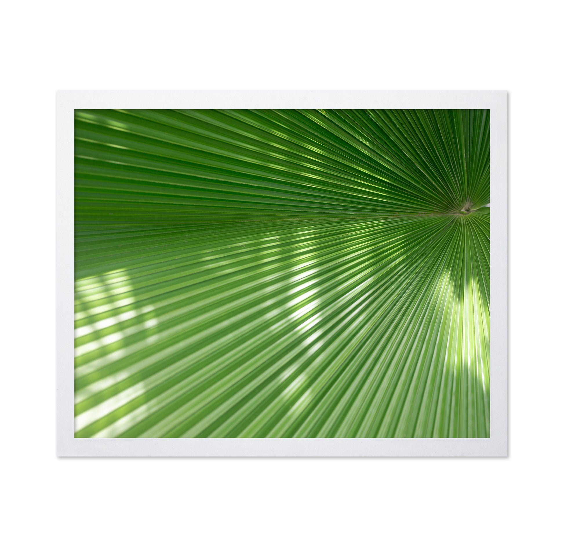 Radiant Palm Leaf No1
