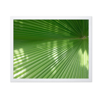 Radiant Palm Leaf No1