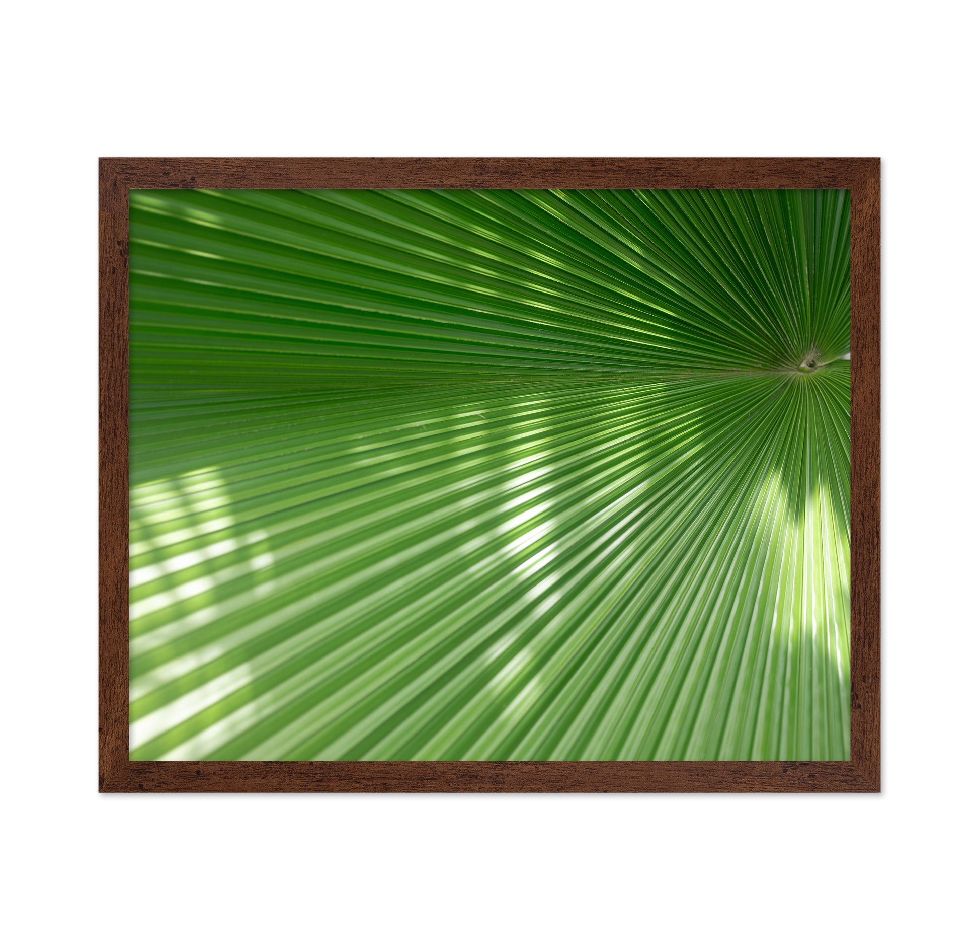Radiant Palm Leaf No1