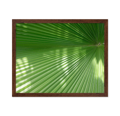 Radiant Palm Leaf No1