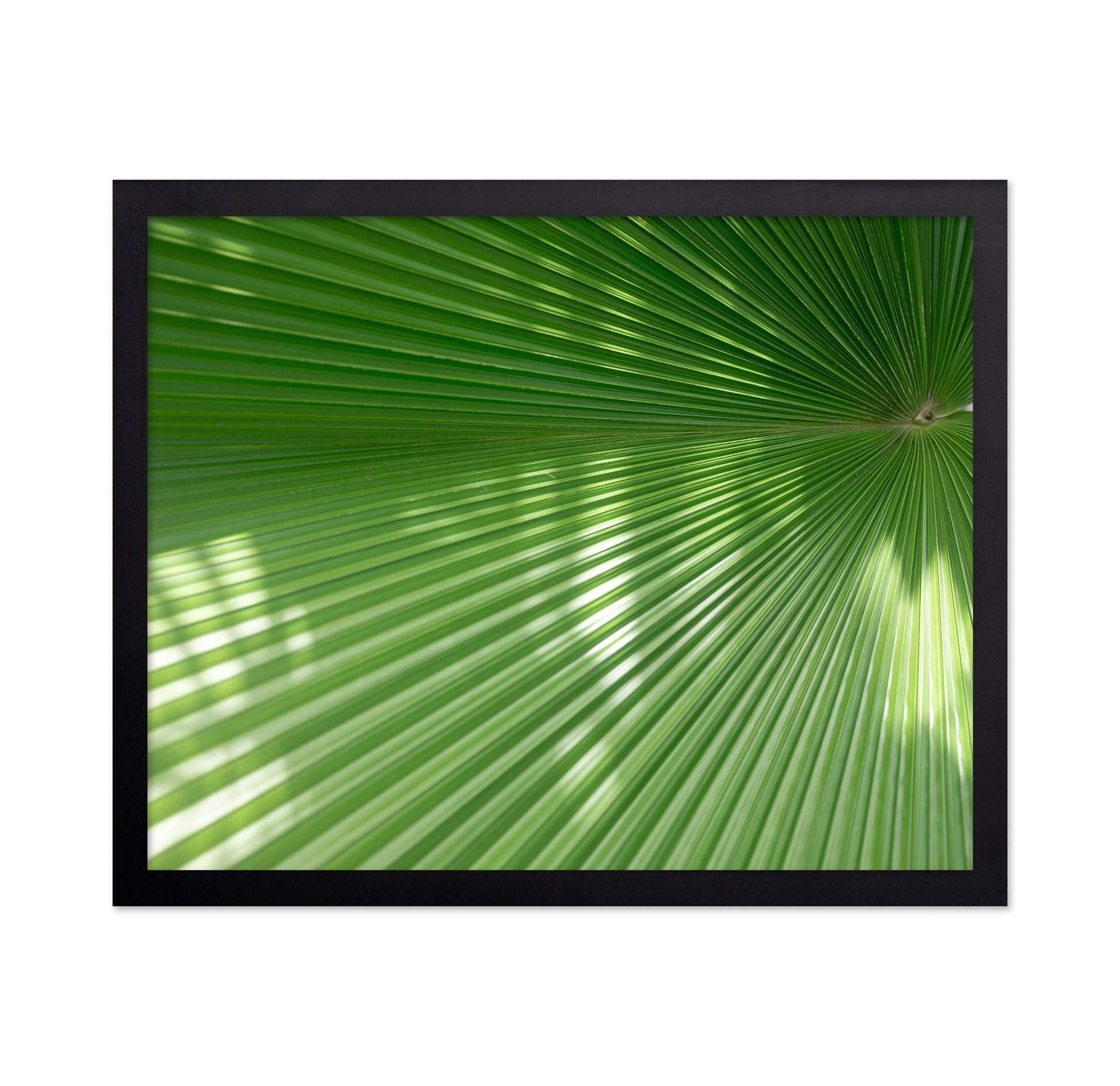 Radiant Palm Leaf No1