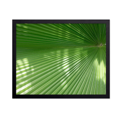 Radiant Palm Leaf No1