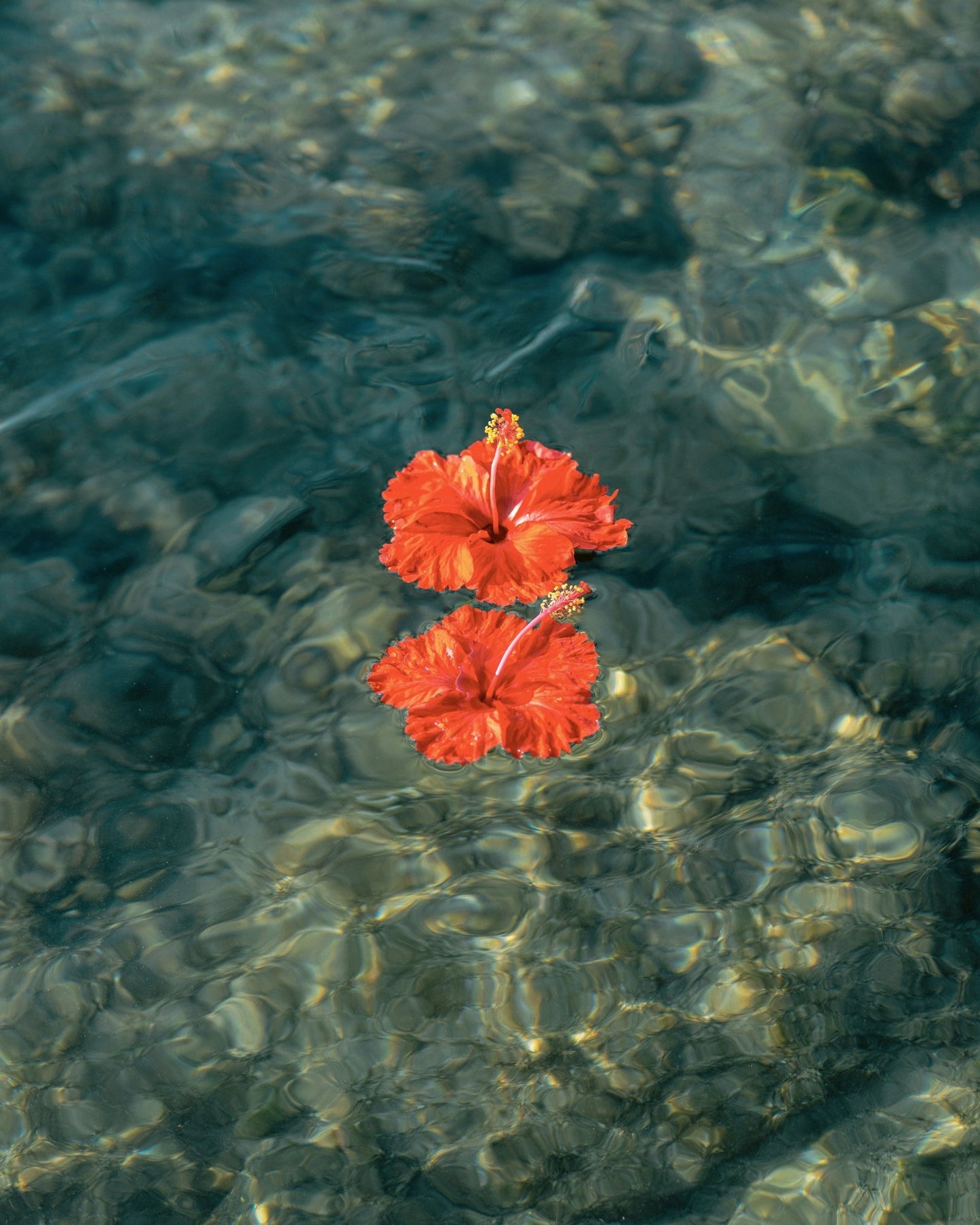 Crimson Hibiscus Drift