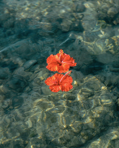 Crimson Hibiscus Drift